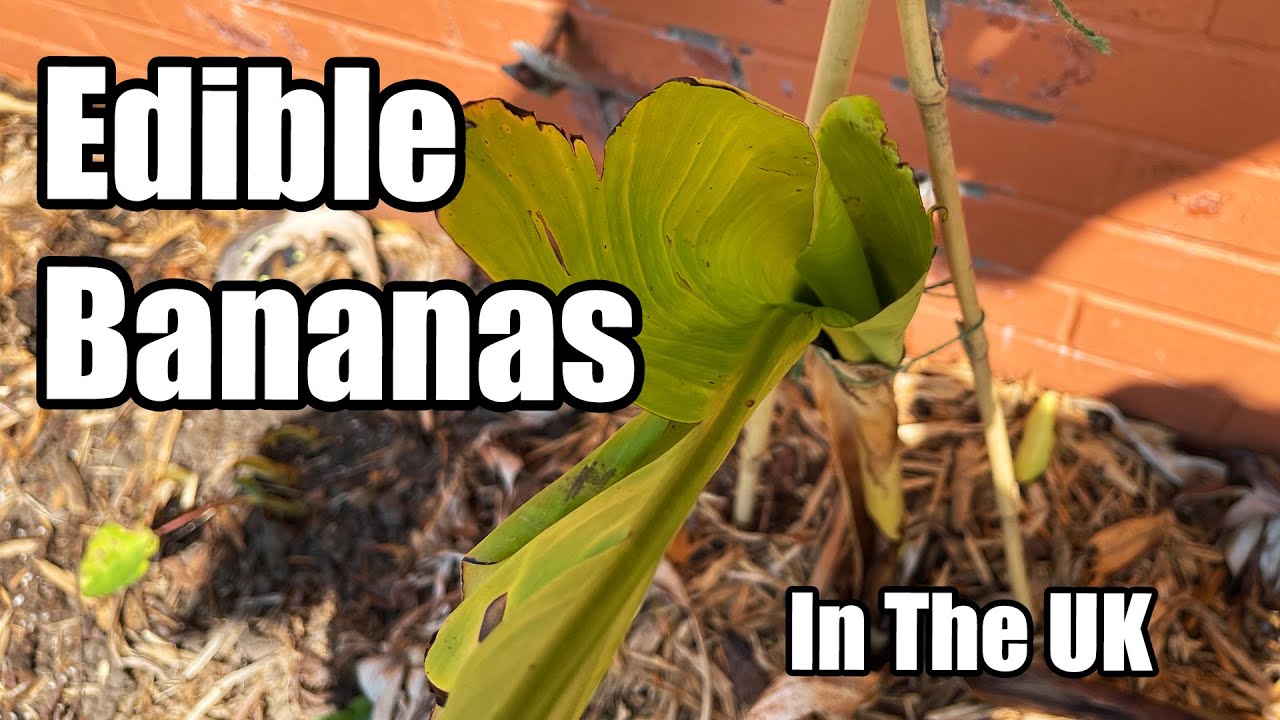 Growing Edible Bananas Inground In The UK - June 2023