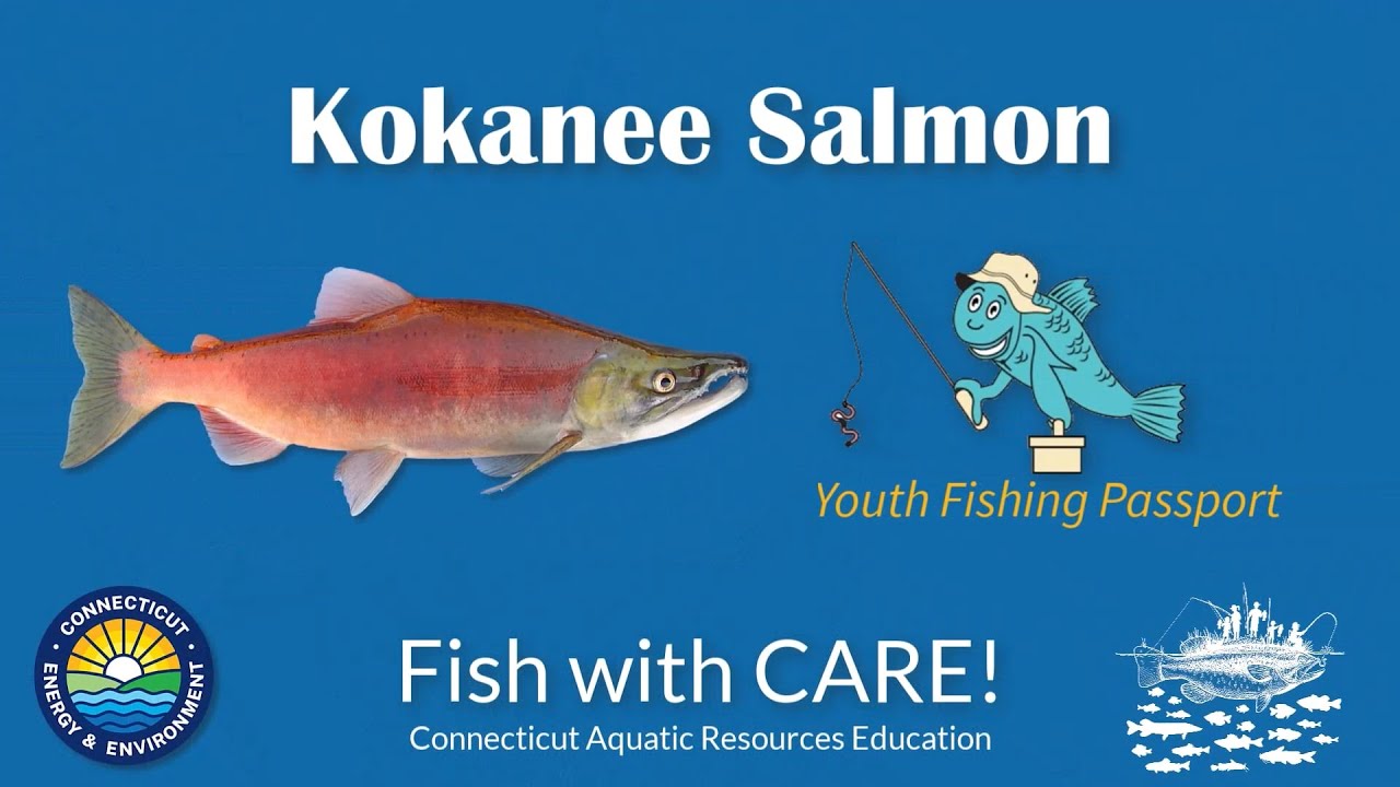 Catching Kokanee Salmon - CT Youth Fishing Passport