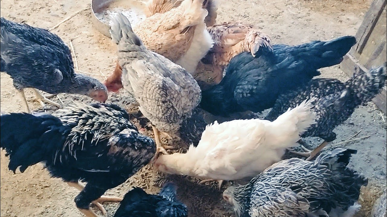 روتين صباحى وسط طيورى فوق السطوح هنفطر الفراخ وهقولك على علف هيخلى فراخك تكر بيض❗ 