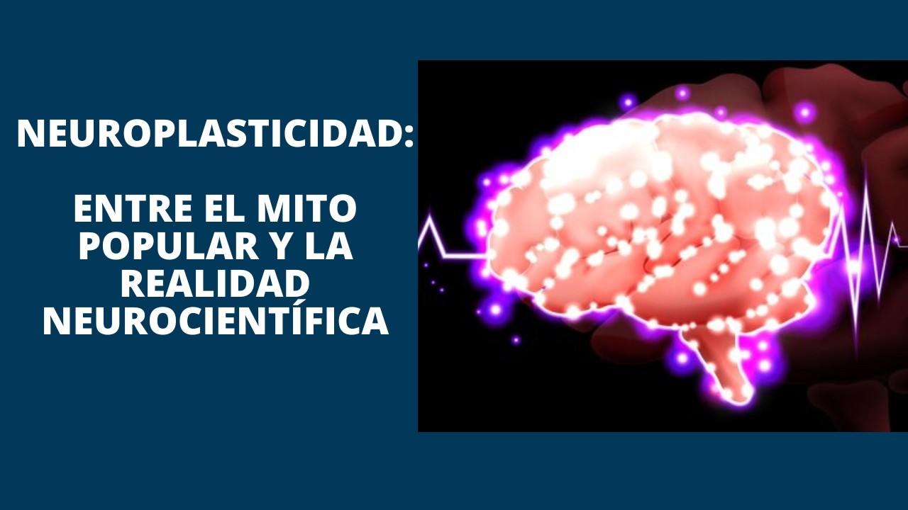 Neuroplasticidad: entre el mito popular y la realidad neurocientífica