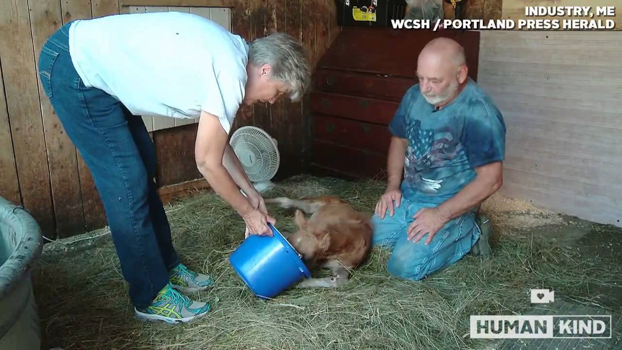 Three legged pony gets second chance at life
