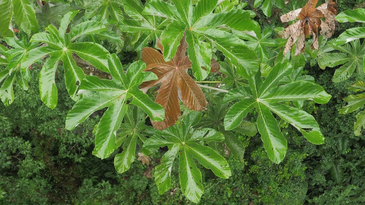 Cecropia tree & pioneer plants / El Guarumo y las plantas pioneras
