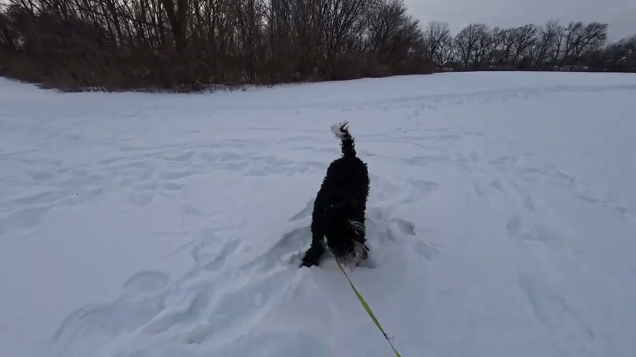 Me Walking the Dog in the Snow **NOT CLICKBAIT!**