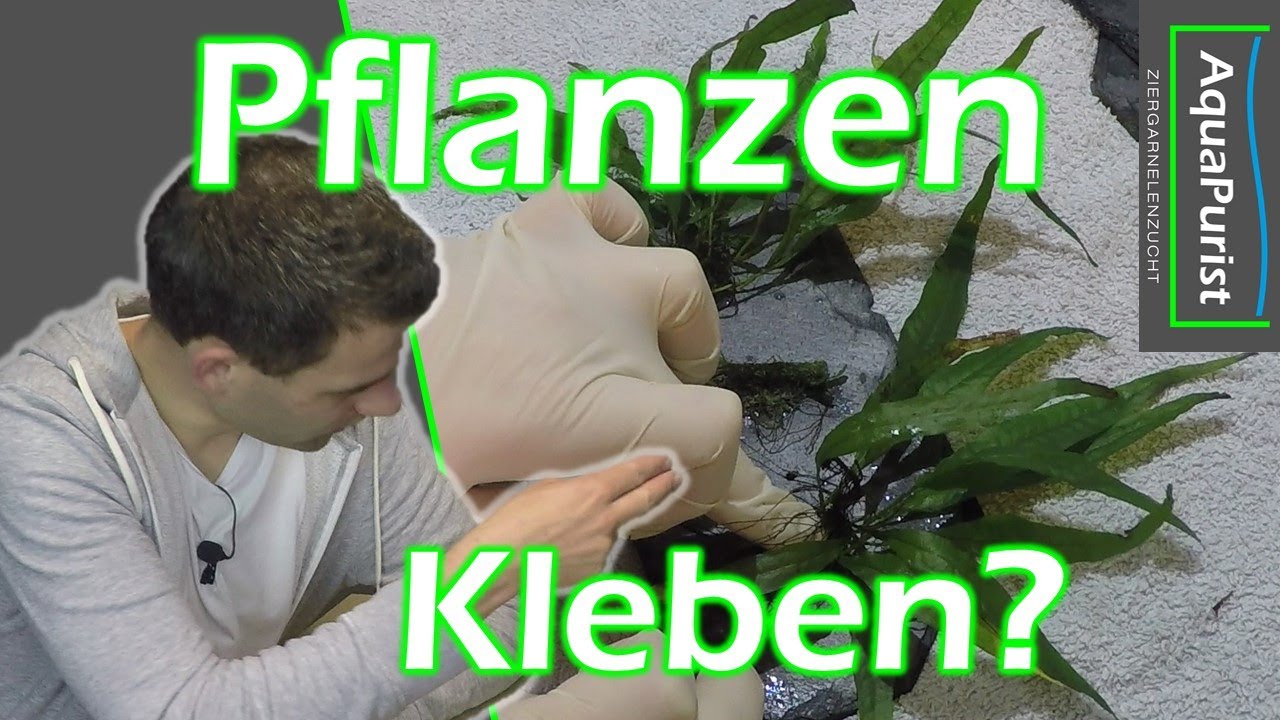 Aufsitzerpflanzen auf Steine kleben?