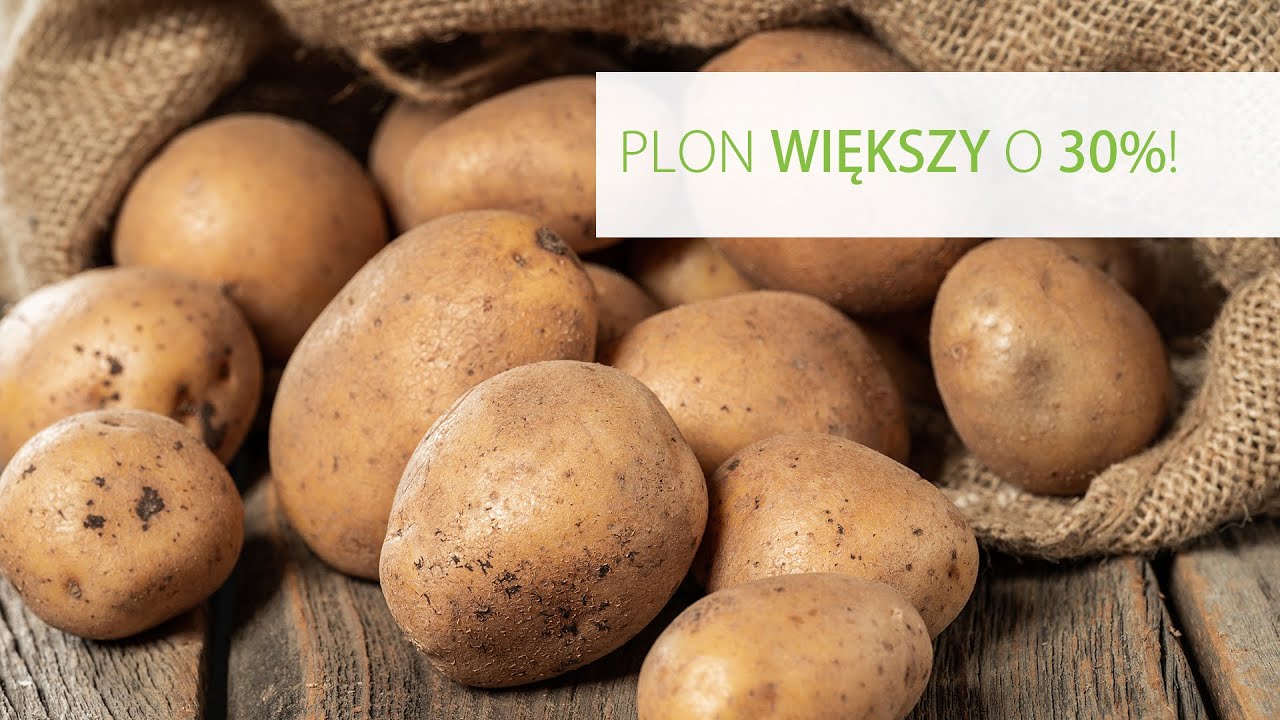 FLORAHUMUS - zbiór ziemniaków, które otrzymały kwasy humusowe w okresie wzrostu