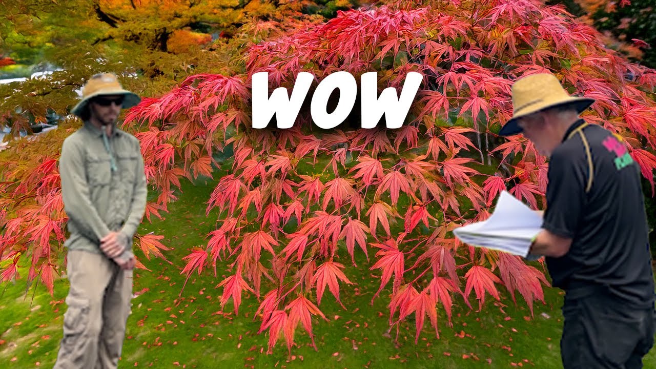 Japanese Maple Show! Up to 50% OFF – Biggest Display Ever at Hello Hello Plants!