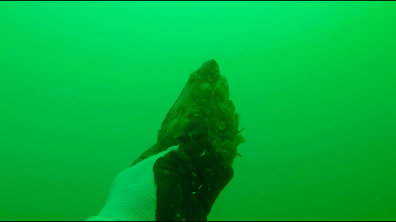 Megalodon Shark Tooth Diving in Florida at Venice Beach