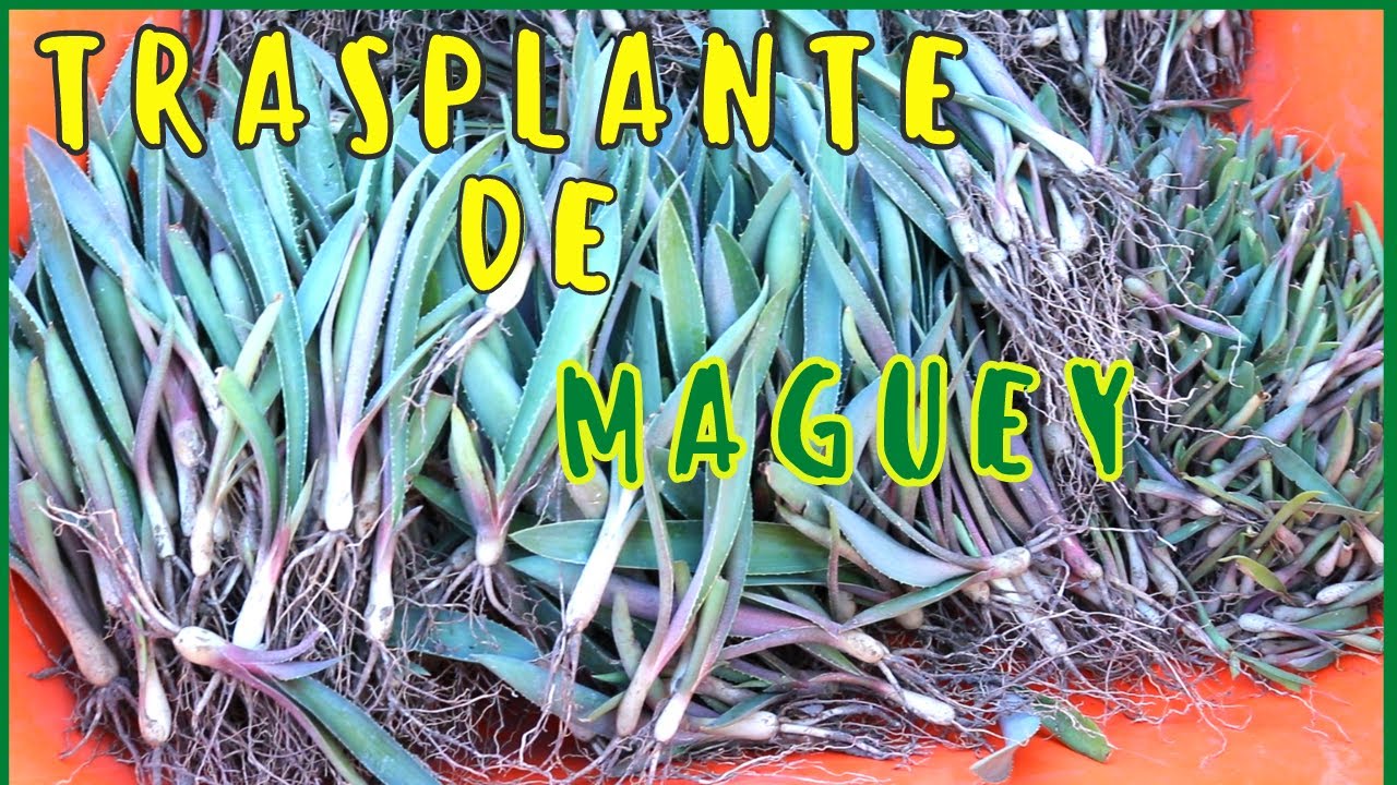 COMO PLANTAR MAGUEY 🌱para mayor crecimiento en el cultivo-TRASPLANTE de MAGUEY para CULTIVO part #2🟢