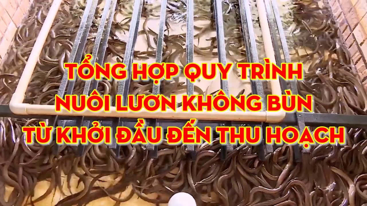 Quy trình nuôi lươn hoàn chỉnh từ khởi đầu đến thu hoạch | Thuỷ sản