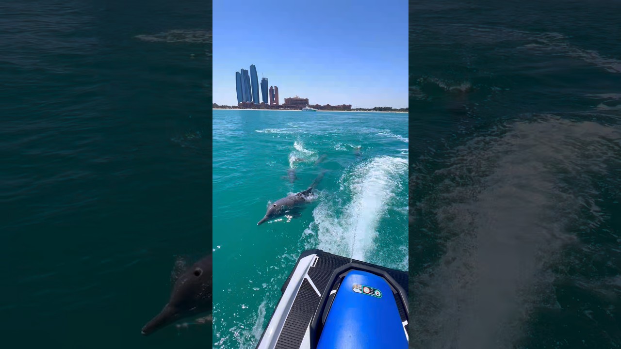 Look who’s chasing me🐬 