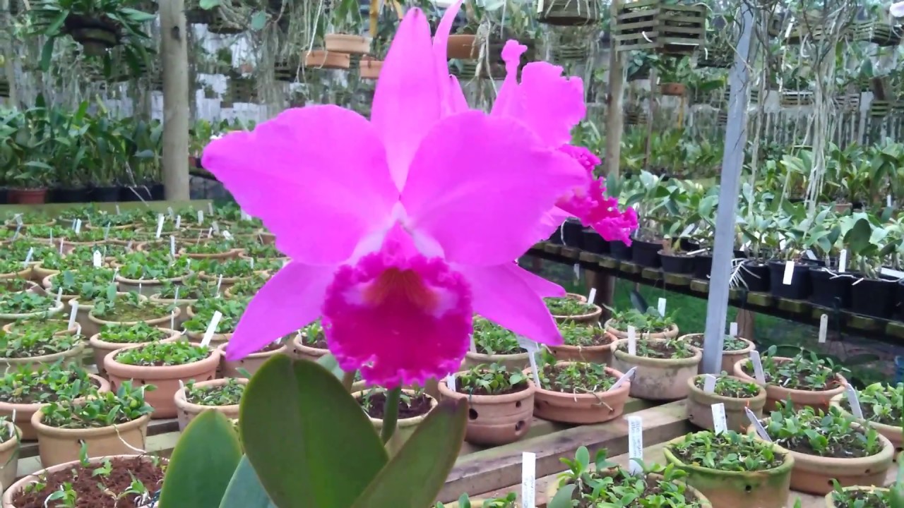 ORQUIDÁRIO Guarapari. FLORAÇÃO de ORQUÍDEAS.
