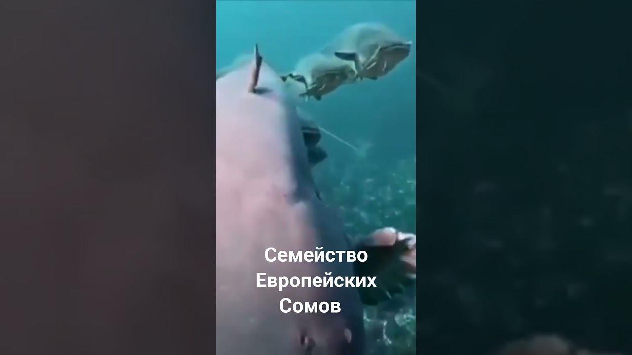 Семейство Европейских Сомов #fish #balk #keşfet #uzmusic