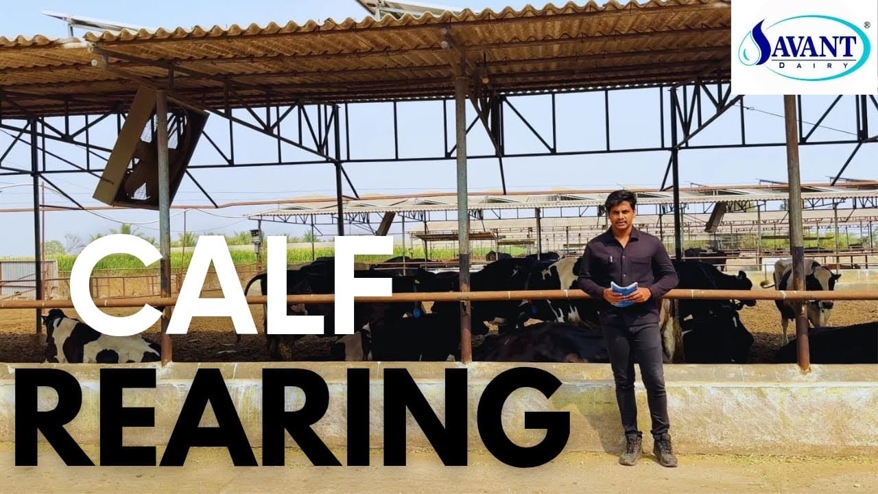 Secrets to Raising Strong & Healthy Calves 🐄| Savant Dairy Farm