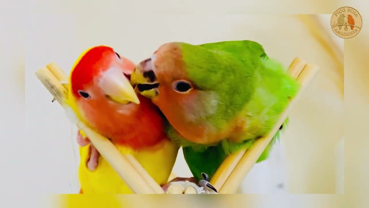 Best Friends Forever 🐦💚 | Beautiful Bird Bond