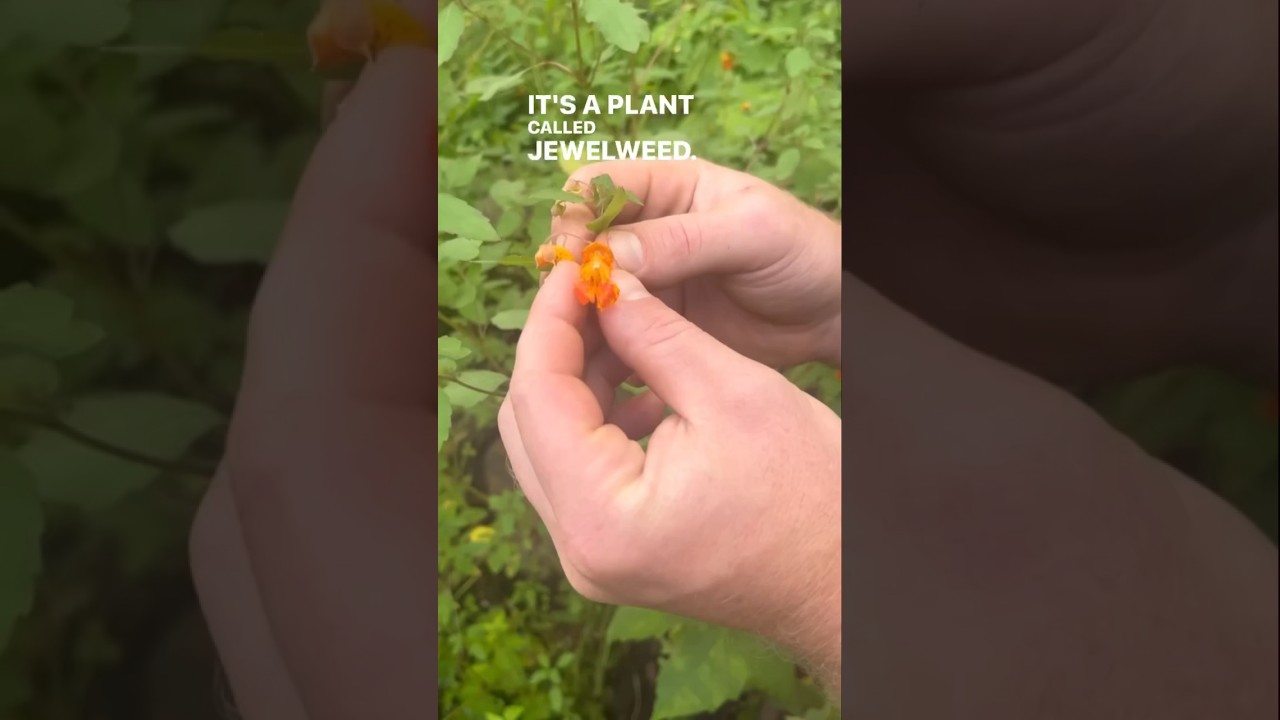 Why is jewelweed also called &ldquo;touch-me-not&rdquo;?  #plant #plants #forest #woods #nature #short #shorts