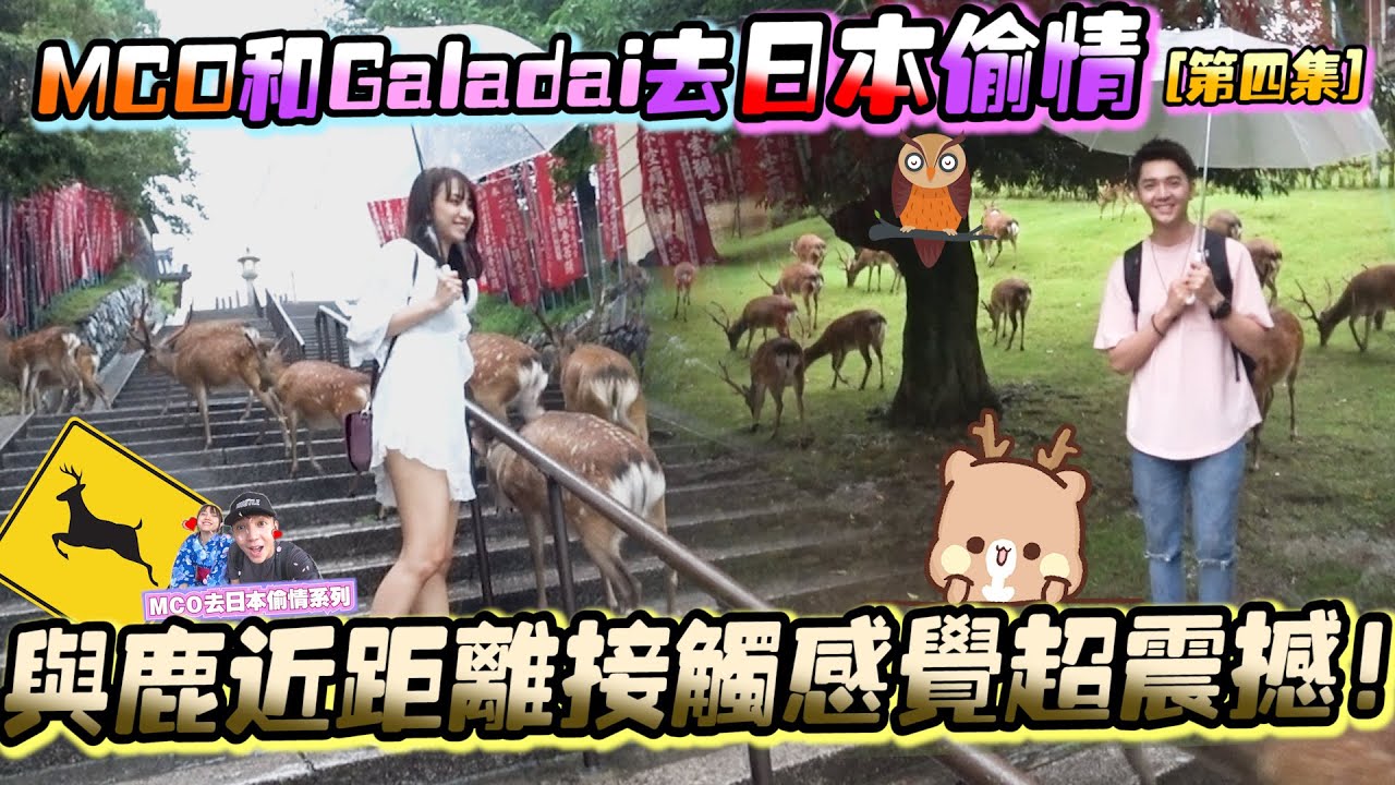 日本奈良野鹿抢食物好可怕啊！日本奈良偷情全记录！【日本偷情第四集】