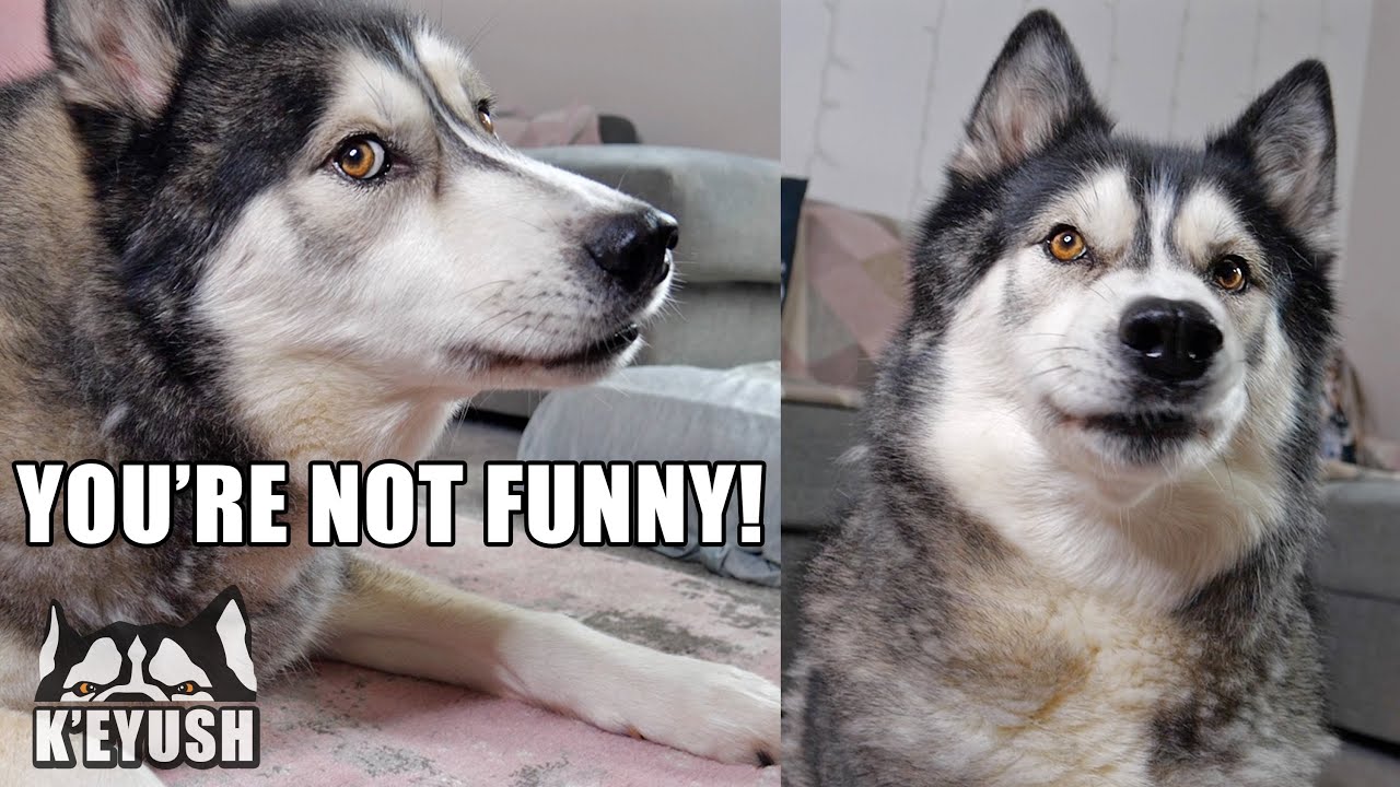 My Husky Really HATES My Bad Jokes and Puns!