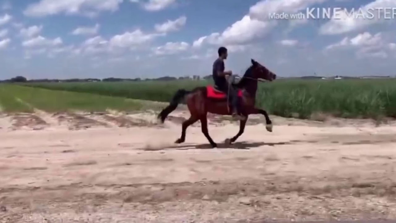 Speed Racking standardbred mare Aaliyah @Decuir Stables