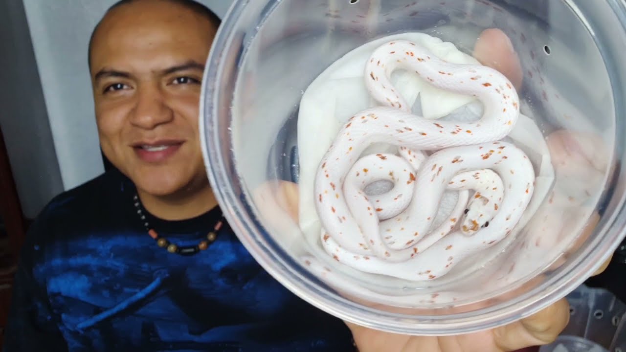 UNBOXIN -ME LLEGARON NUEVAS SERPIENTES- Serpientes del maíz 🌽  corns.