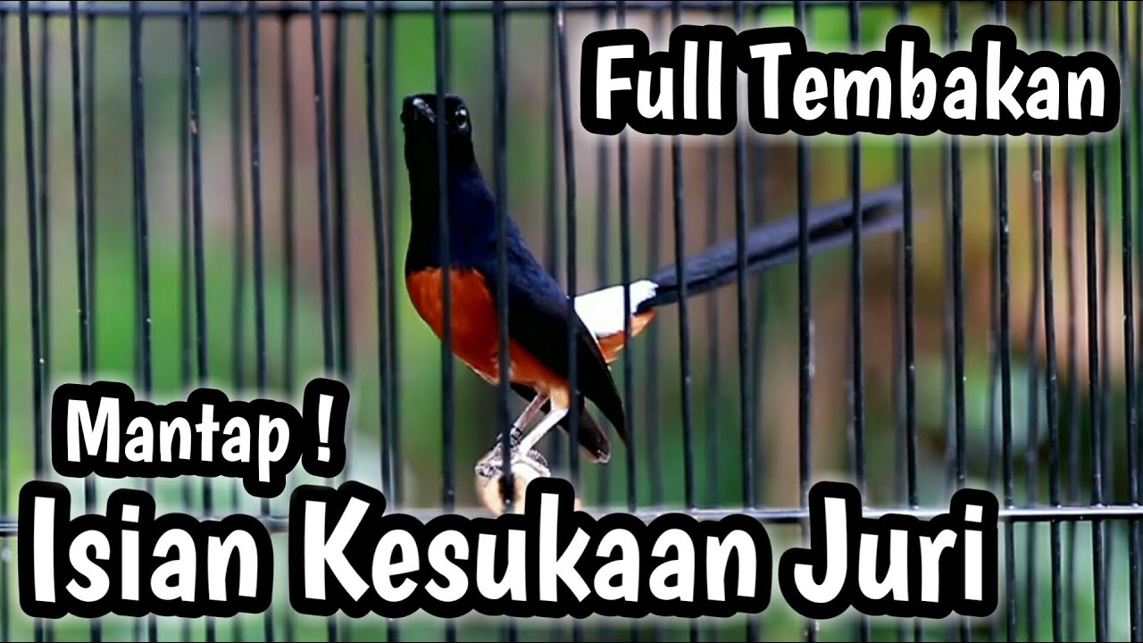 MURAI BATU GACOR FULL ISIAN TEMBAKAN CILILIN KENARI KAPAS TEMBAK CIBLEK PRENJAK