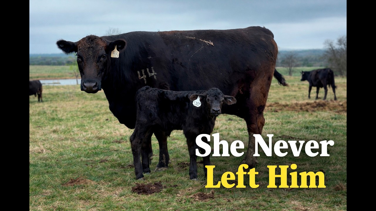 На этот раз это была мисс Люси, новорожденный бычок с ранчо Прайд.