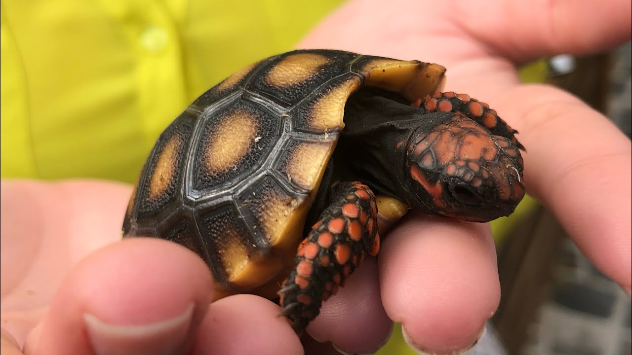 My Cherry Head Red Footed Tortoise Enclosure