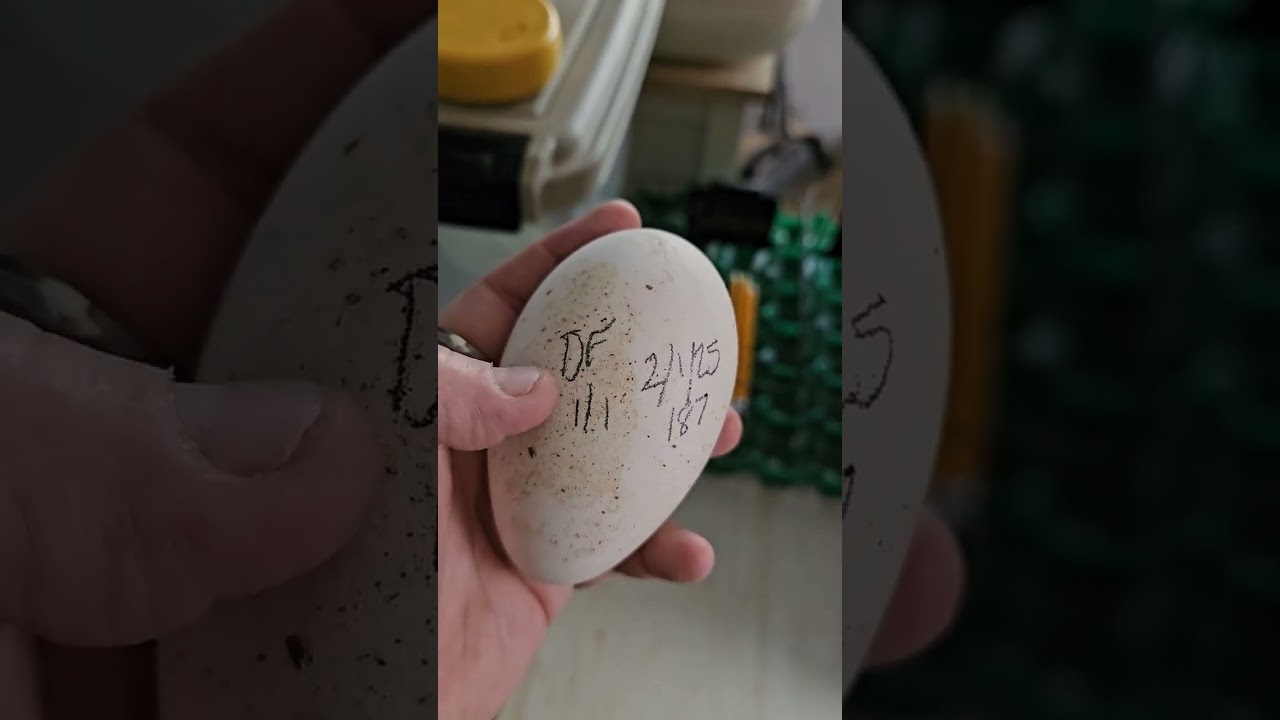 My goose laid an egg.  Now what?