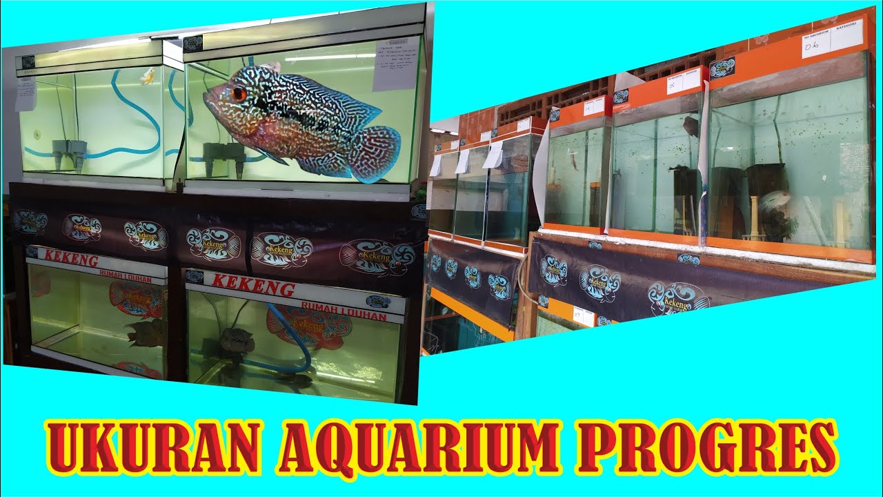 UKURAN AQUARIUM UNTUK PROGRES IKAN LOUHAN
