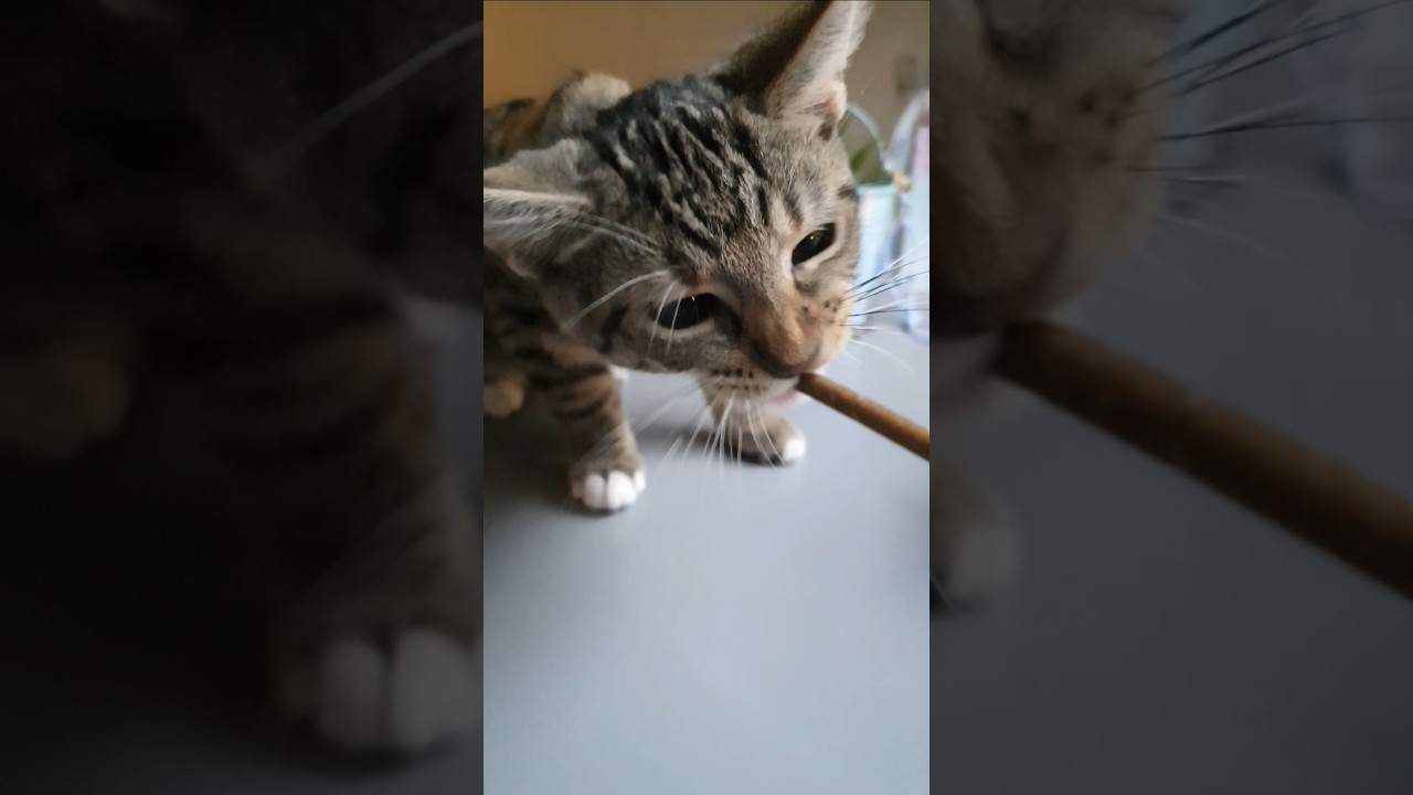 Mia❤️eet zalm kauwsticks van de Vomar 🐟🐈 #cat #kitten