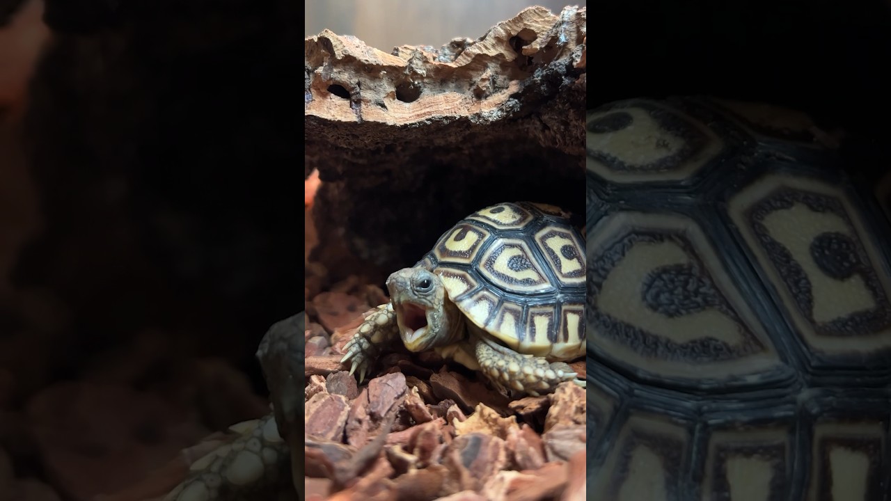 This Baby Tortoise&rsquo;s Morning Routine Is Perfection l The Dodo #animals #tortoise #pets