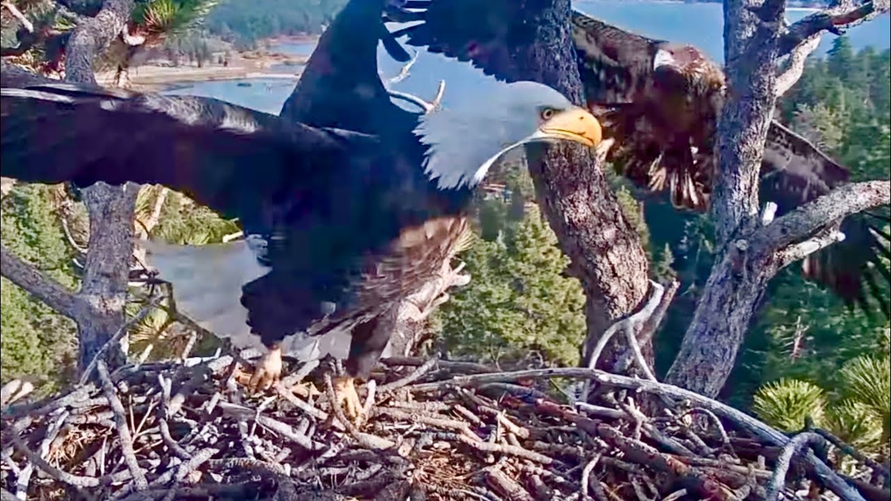 FOBBVCAM Eagles 🦅 Jackie & Shadow Defend Nest 🪹 Juvenile Chooses Bad Time to Visit 😬 2025 Nov 30