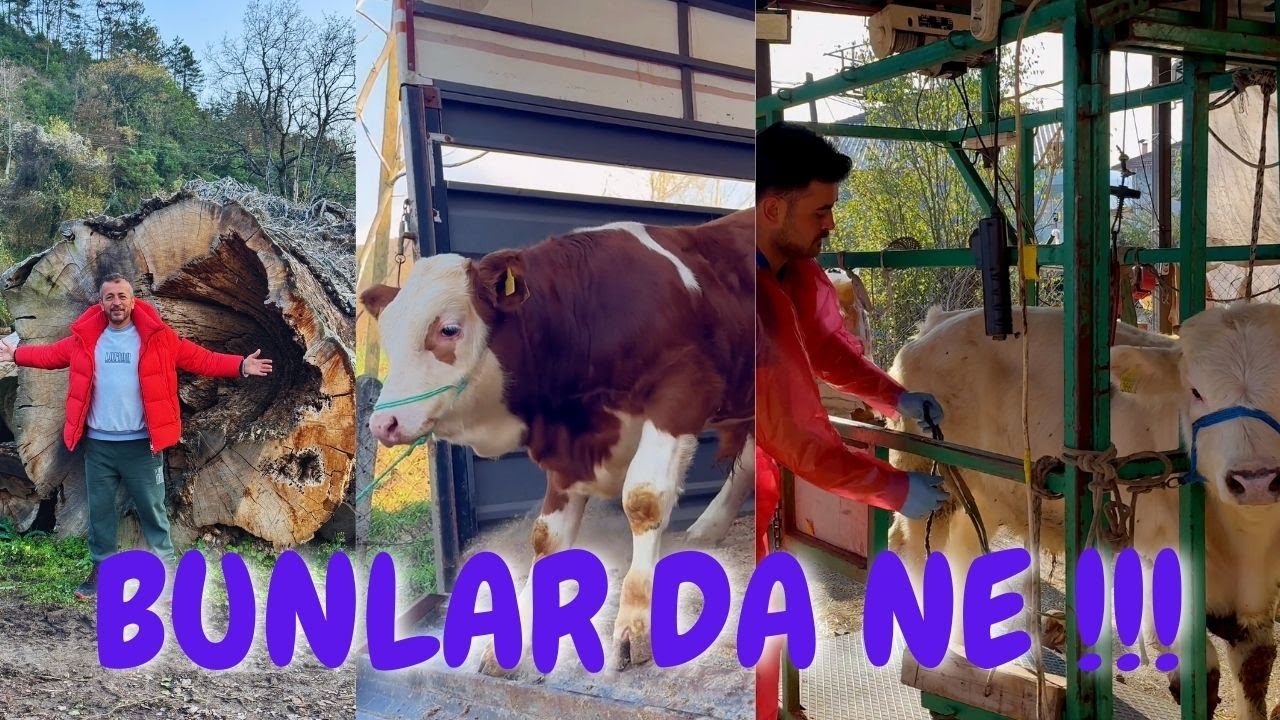 HAYVAN TOPLAMA - ŞAROLE DANA TIRNAK TEDAVİSİ - YENİ BUZAĞI