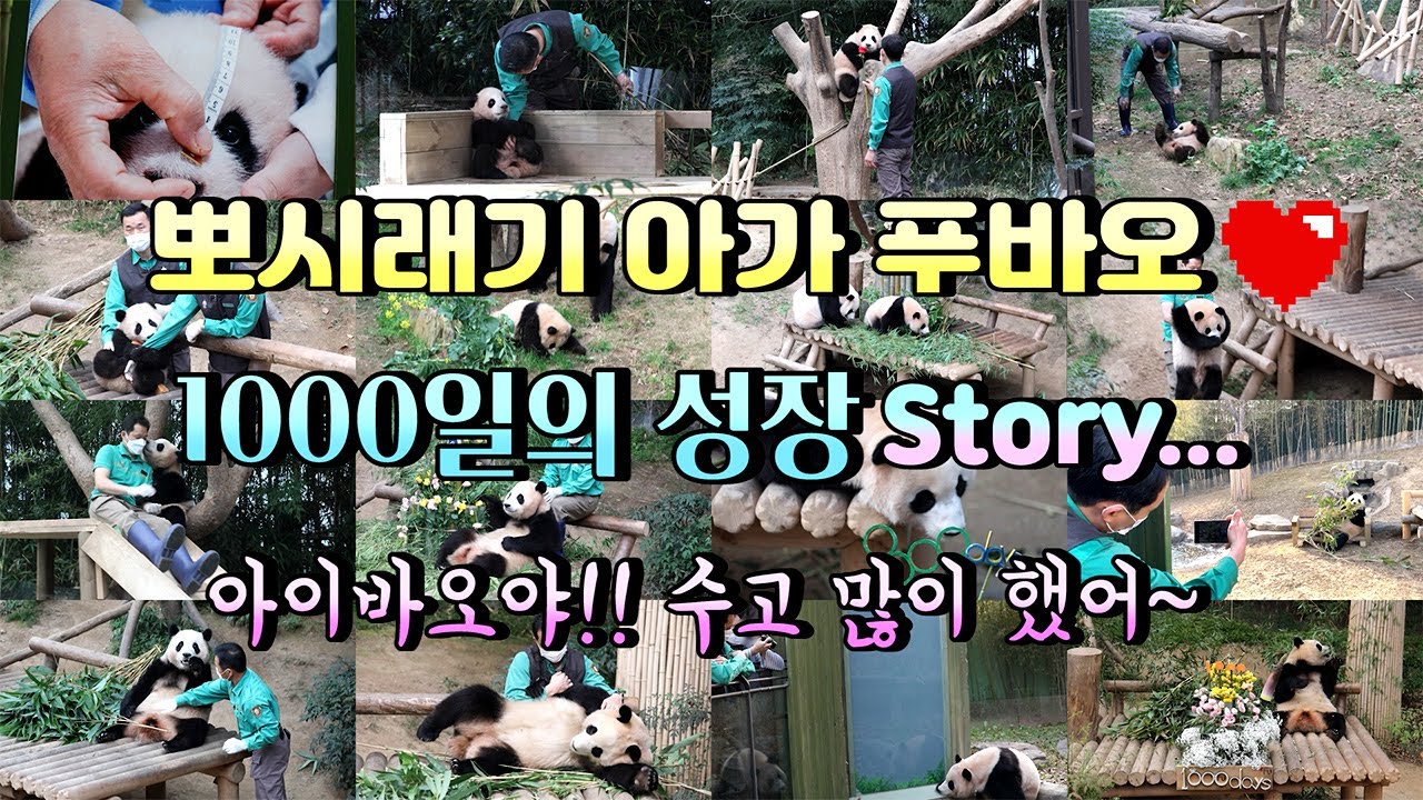 [에버랜드 푸바오]탄생부터 1000일 까지... 뚠빵이의 3년간의 전쟁 같았던 육아 스토리