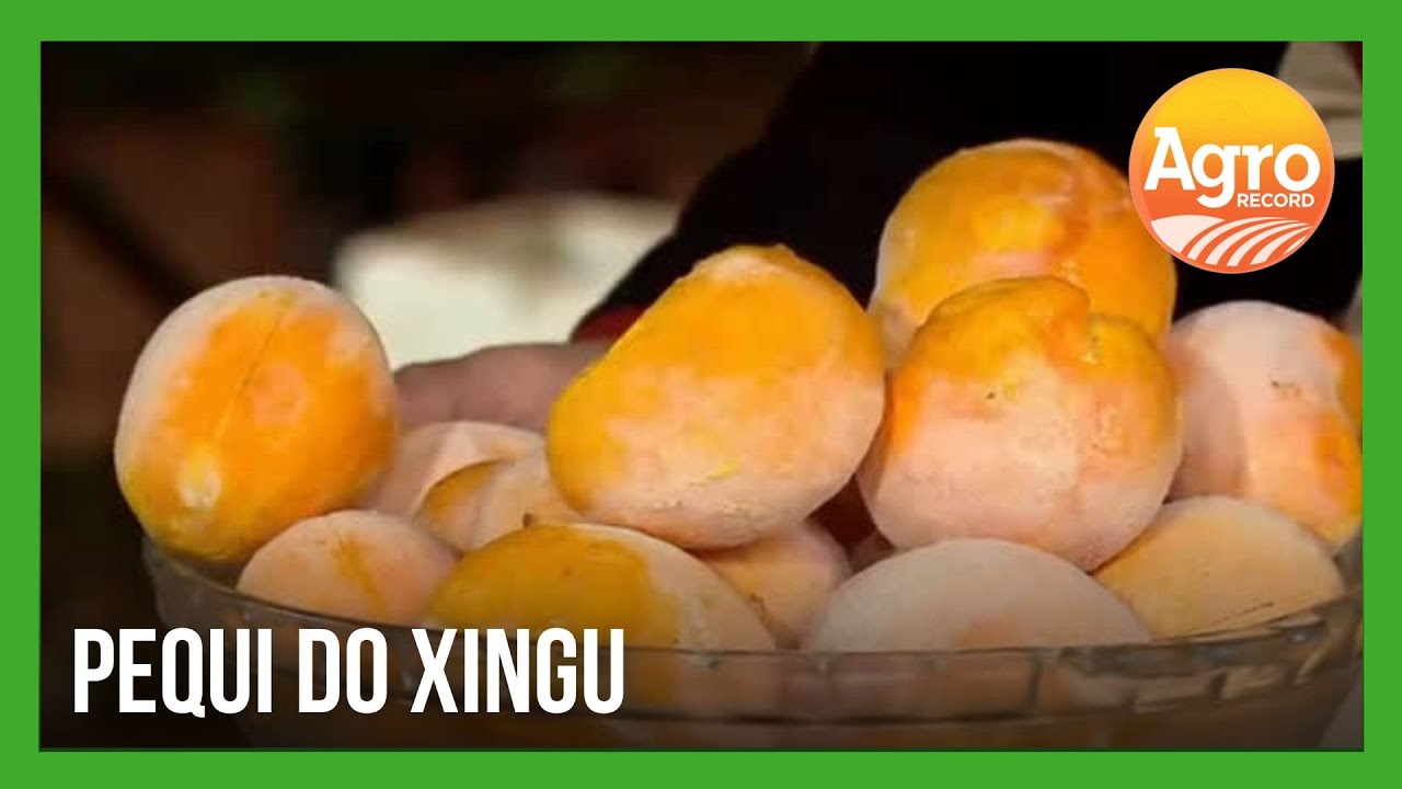 Pequi do Xingu: mudas modificadas pelos índios chegaram no DF há 30 anos | Agro Record DF