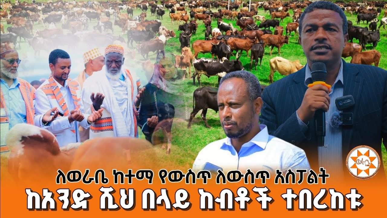 ከአንድ ሺህ በላይ ከብቶች ተበረከቱ || ለወራቤ ከተማ የውስጥ ለውስጥ አስፓልት || ስልጤ ዞን ወራቤ 