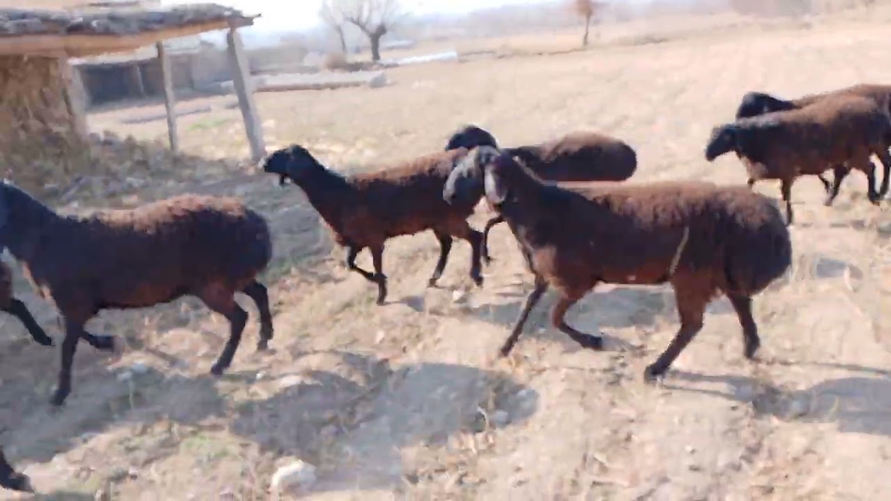 4 января 2026 г.