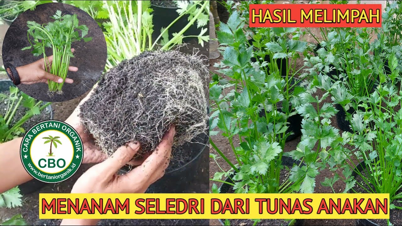 Cara Menanam Seledri Dari Anakan Atau Tunas Anakan, how to grow celery from saplings or tillers