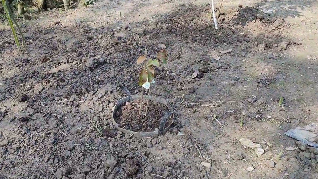 🌱 Sherry Nature Haven – আজকের সবুজ আপডেট! 🌱