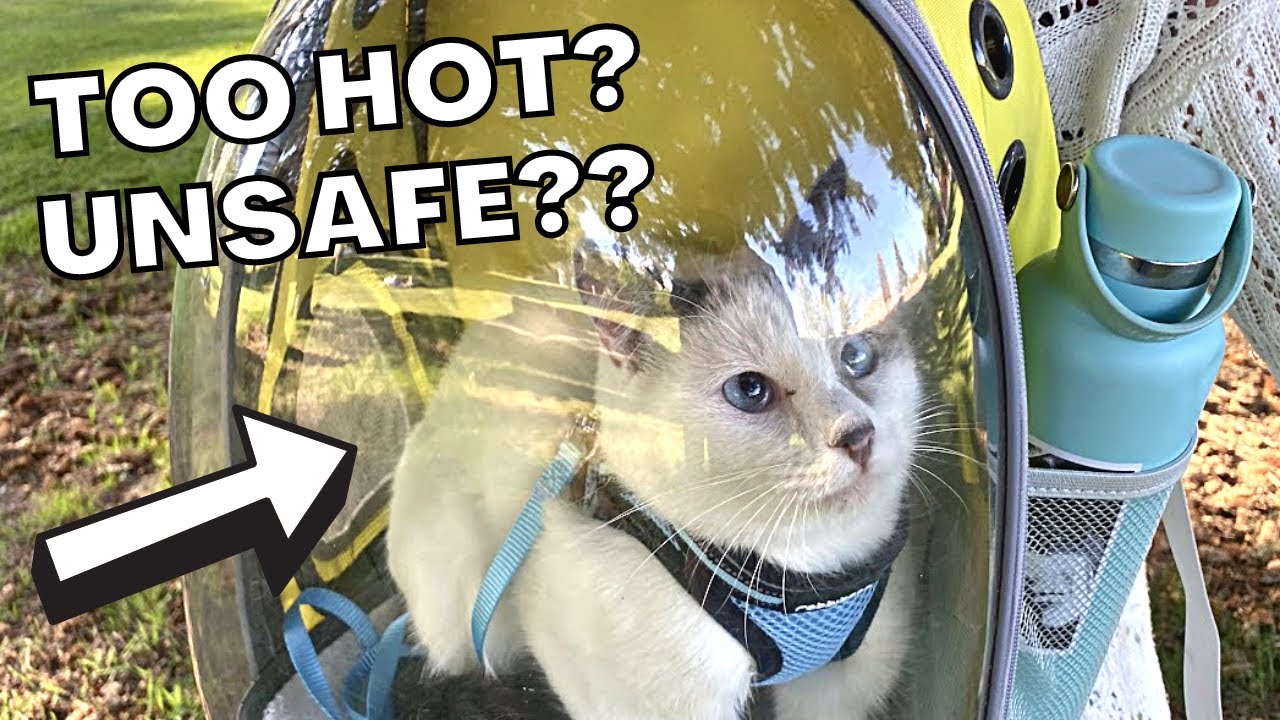 The ONE Thing I Didn't Like About the Lollimeow Cat Backpack + Demo!