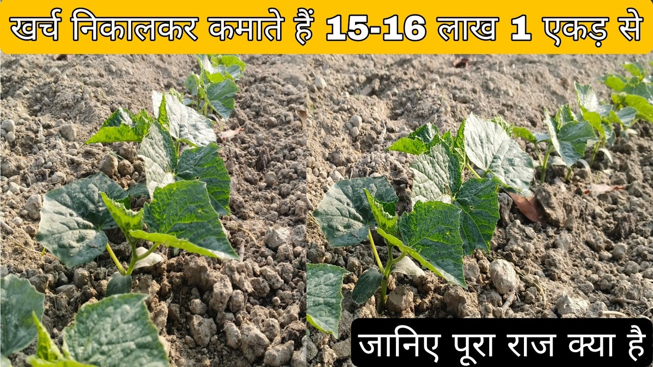 खीरा की खेती कब और कैसे करें l khire ki kheti kab or kese kare l जानिए पूरा राज क्या हैं videofeed..