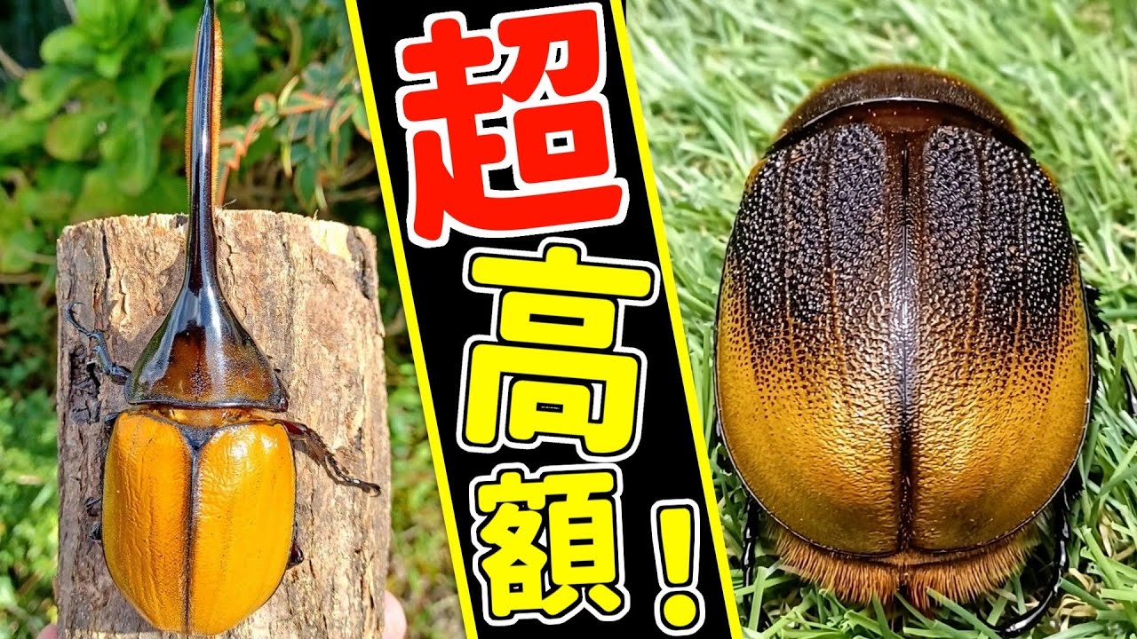 超高額で数も少ないレモンのようなヘラクレスを入手しました