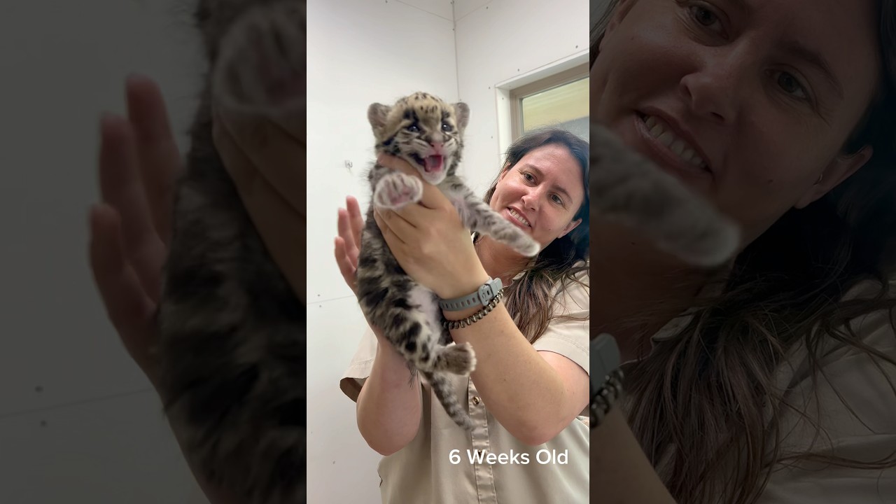 Meet our newest clouded leopard, Lemonade! #cloudedleopard #leopard #cats #cubs #babyanimals