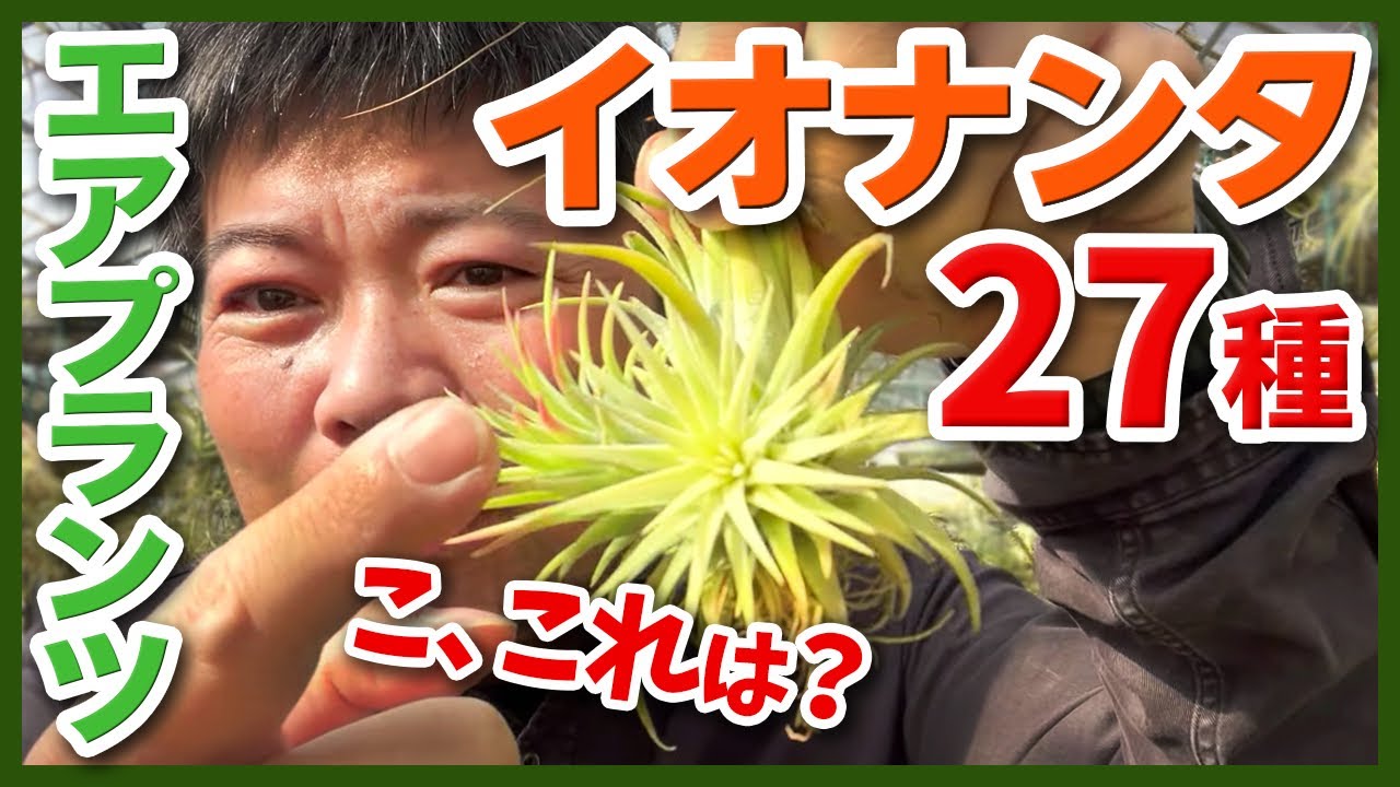 【観葉植物】最初のエアプランツはコレ!小型のエアプランツの奥深い世界