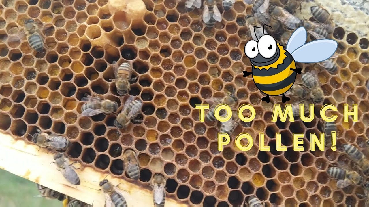 Pollen/Honey Bound Bee Hive