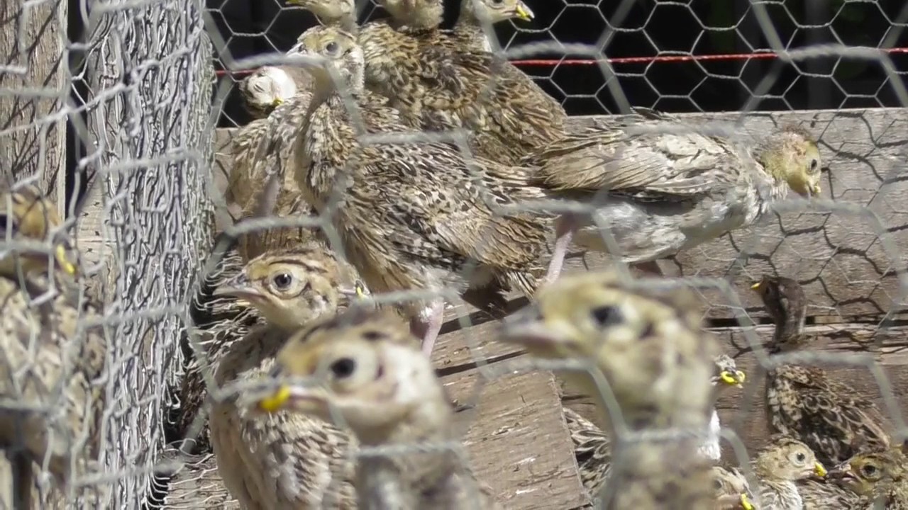 Gamekeeping Pheasants Four Weeks Old