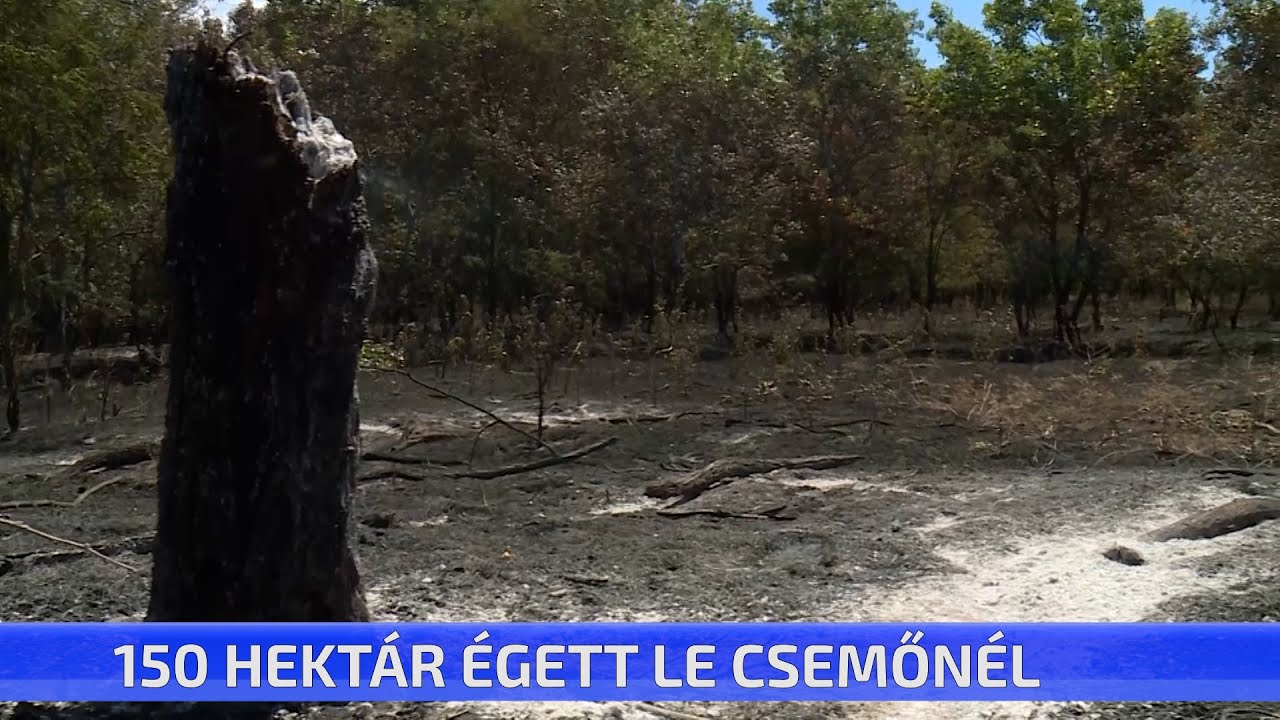 150 hekt&aacute;r &eacute;gett le Csemőn&eacute;l