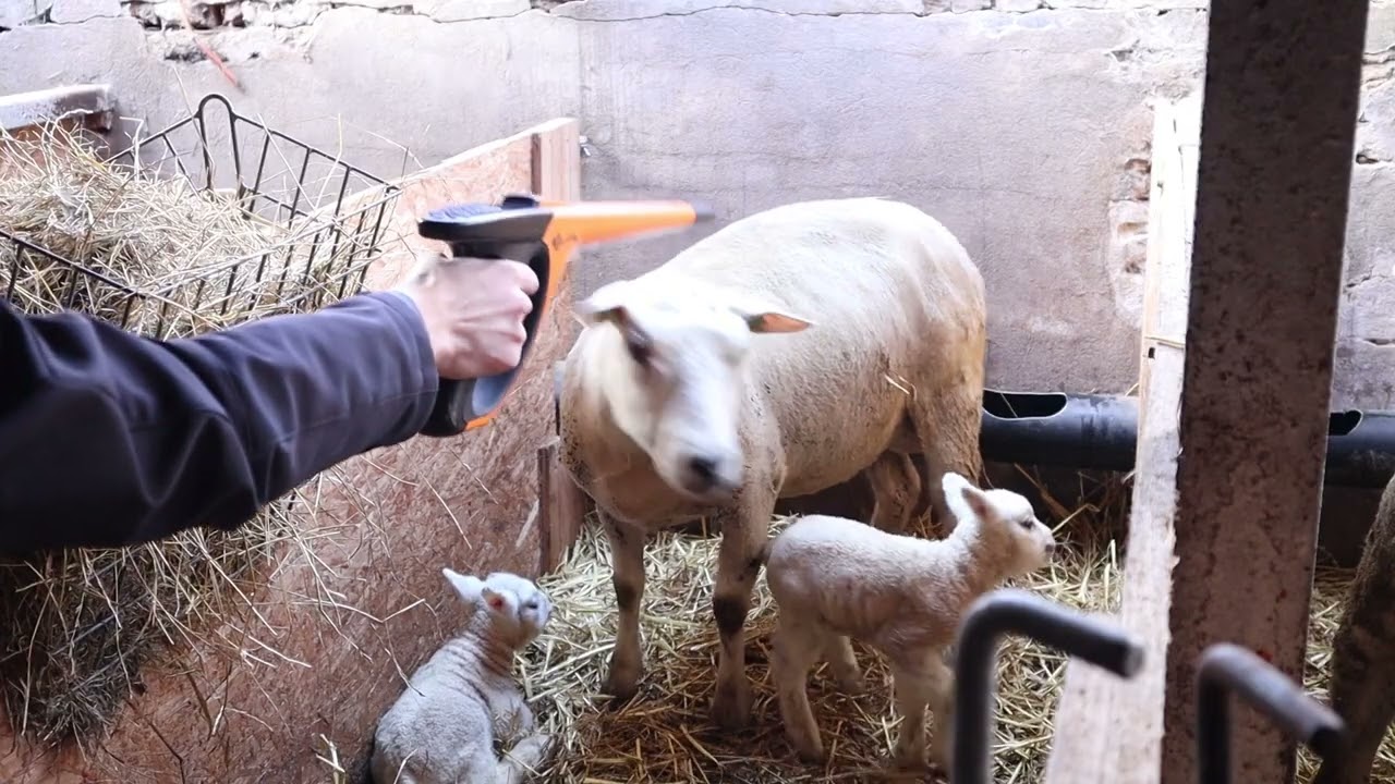 Gallagher HR4 & HR5: Einfache Tierregistrierung mit EID-Ohrmarken