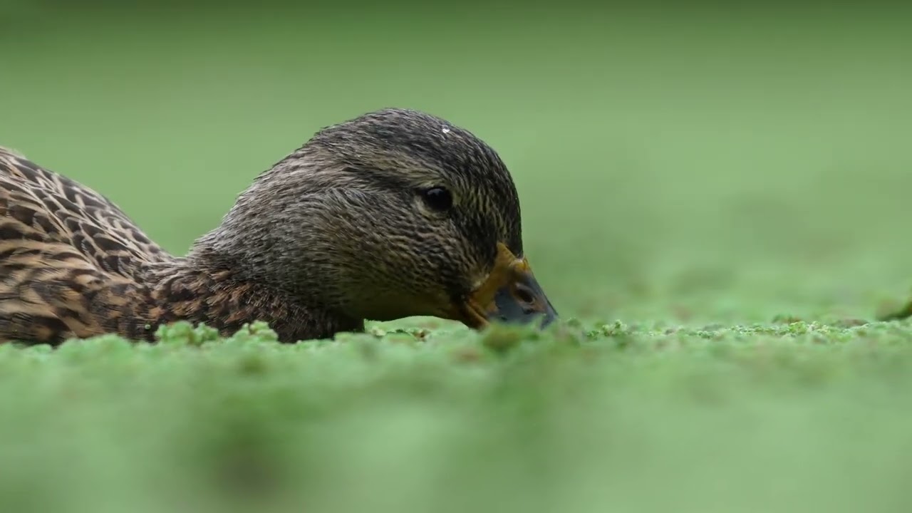 New released Sony A7 V Animal Eye-AF in video mode