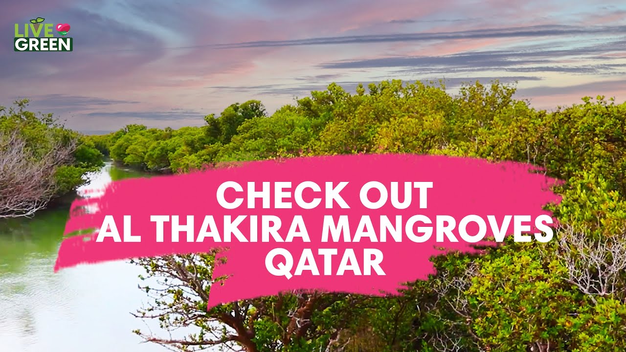 All about the Al Thakira Mangrove Forest in Qatar | Live Green | Ep 25