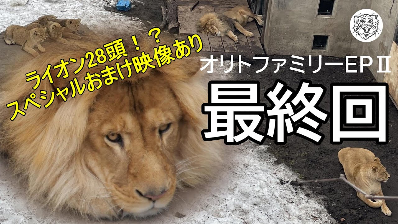 【EP2～最終章】ライオン28頭！？スペシャルおまけ映像あり🦁Orito Family EpisodeⅡ last part